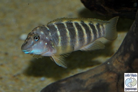 Eretmodus marksmithi 'Kigoma'